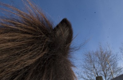 Image Thumbnail
